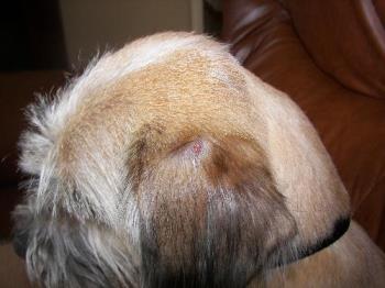 They cut my dog&#039;s ear - This is a close up picture of the cut they made on my puppy&#039;s ear.