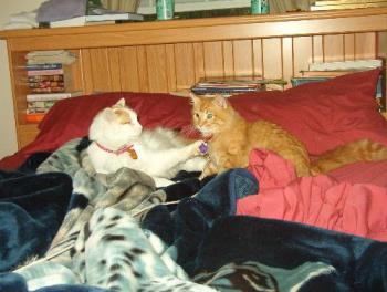 10yr. old Lightning playing with 6mo. old Tigger - After a month of adjustment, these 2 love playing and snuggling together. Now if I can just get my daughter's cat to accept Tigger...ughhhhhh!!