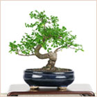 bonsai - indoor bonsai plant.