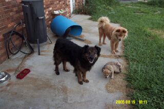 Mo and Mokie with Pups - Mokie is the dark one. He&#039;s Mo&#039;s boyfriend. She&#039;s the tan one.The pups are not theirs, they were just visiting.