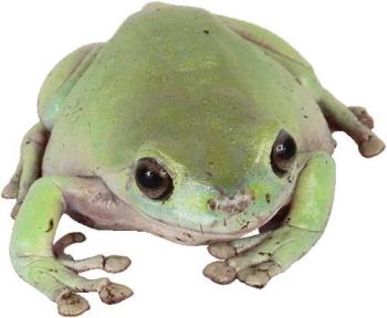  Library Frog - Please beware of this library frog...it has been known to sneak into the library and scare the fire out of little children......LMAO