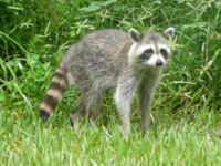 raccoon - Not exactly my dream pet but they are cute
