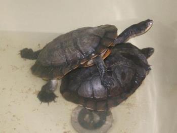 Turtles - These are the 2 Long necked turtles we have - both were saved but will be released as soon as we can find somewhere suitable. If nowhere nearby can be found we&#039;ll make them an enclosure of their own somewhere in the backyard!