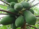 papaya tree - papaya tree image