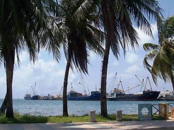 Coconut Trees - Beautiful coconut trees.