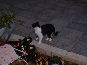 Our picky eater - Here's our picky eater, Thomas. Man, is he ever a vocal cat when he doesn't get his way! :)
