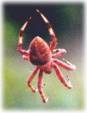 I don't like spiders - the are everywhere in Florida I don't like spiders - the are everywhere in Florida