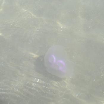 freeswimming jellyfish - This shows how hard they are to spot in the water.