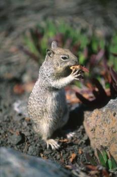 Chipmunk - This is a chipmunk eating an acorn...they resemble a squirrel....but have beautiful stripes of tawney brown and white running down their backs.... Chipmunk - This is a chipmunk eating an acorn...they resemble a squirrel....but have beautiful stripes of tawney brown and white running down their backs....
