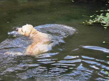 Dog - A dog swimming.