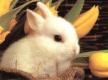Animated charms bunny - I animated charms bunny wunny