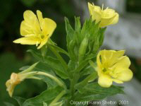 Evening primrose - Looks very similar to your plant. I think they are really pretty flowers! :)