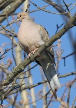 morning dove - the cooing of the mourning dove is a clue that spring is here.