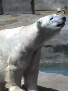 at the zoo - picture from a cell phone at the zoo - picture from a cell phone