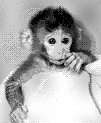 andi - monkey