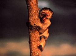 baby monkey - tell me this guy isn&#039;t cute!