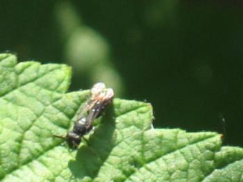 Bee? Wasp? - This was taken on a leaf of my rasberry Bush. No idea what type of bee or wasp it is. Anyone know at all?
