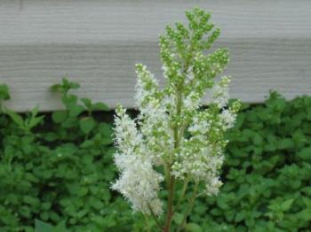 Deutschlans Astilibe - This is almost pure white. Not pinkish but I think it may be the same.
Deutschlans Astilibe - This is almost pure white. Not pinkish but I think it may be the same.