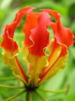 Flower - I don&#039;t know the name but is a wonderful red-yellow flower.