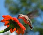 Hummingbird - See hummingbirdsonly.com to get a lot of good information about these tiny wonders.