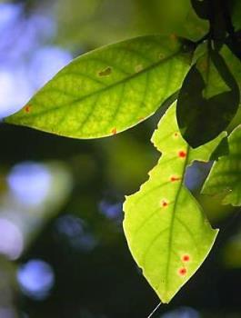 Leaves - Leaves partly eaten or with defect.