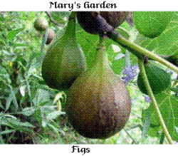 fig - figs still on the tree