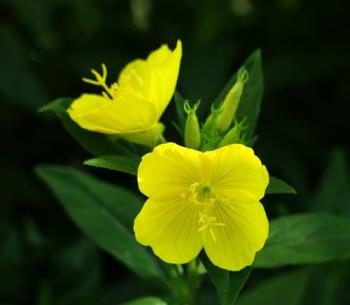 Close - Up of Evening Primrose - lovely yellow, so bright and cheery - evening primrose is a deary!
