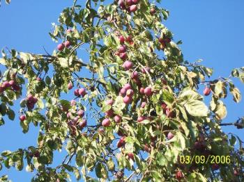 Plum Tree - Delicious English plums!