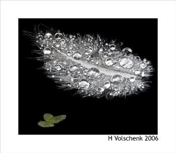 Dew-covered feather - White feather covered with morning dew drops on a black water background