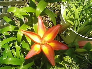 My Asiatic Lilly bloom! - This just opened this morning! My Asiatic Lilly bloom! - This just opened this morning!