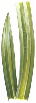 Pandan Leaves - The leaves are pounded and strained (or blended with a little water) to yield flavour and colour for cakes and sweets.