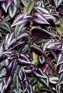 wandering jew - there are several different varieties but this is my favorite.
