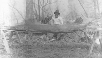 aligator gar - I found this picture while I was doing some research on aligator gars. This 10ft aligator gar was caught and photographed at Mhoon Landing in Mississippi in 1910. 
