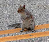 Squirrel Crossing  - A Squirrel Crossing the road. 
