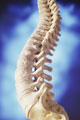 spine - spine, backbone, vertebrae