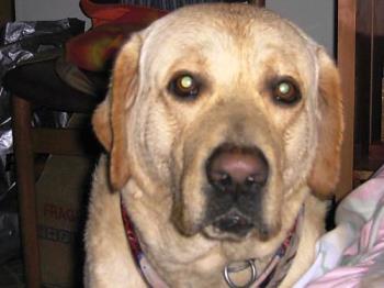 Dog - A beautiful close up of a dog.