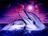 Dolphins - beautiful dolphins