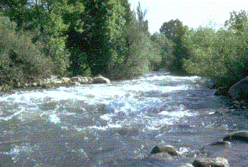 Jordan River - A picture of the Jordan River where the Lord Jesus was baptized.