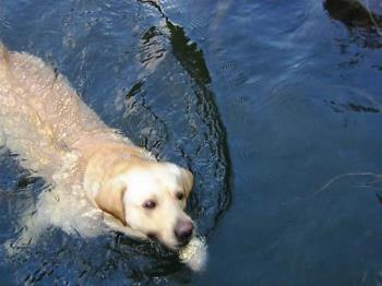 Dog - A dog in the water.
