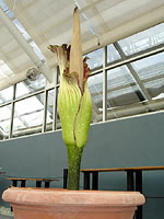 Corpse flower - Not too pretty either.
