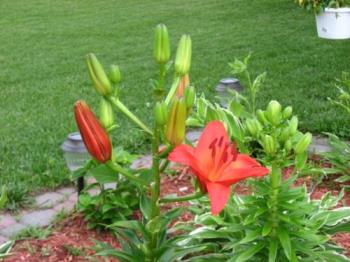 Beautiful - Another view of this BRIGHT colored Lily of mine.