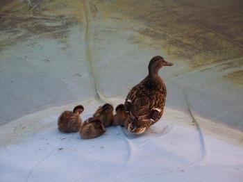 Mama Duck and the Ducklings - Mamma duck settling in for the night with her kids. 