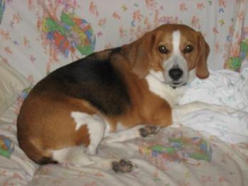 Buster - My lazy Beagle Buster relaxing.