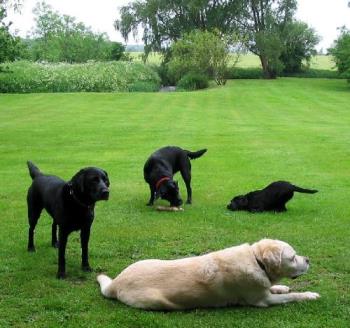 Four girls - Ruby and friends in the back garden after playing in the river.

Tammy - 3 on the left, my Ruby - 18 months in the middle, Lilly the pup - 3 months on the left and old Rosie - 10 in the foreground.