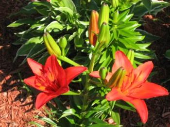 Lilies - Use mulch for mopisture retention is all