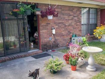 My Patio - Two of my dogs got in the picture
