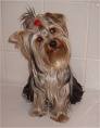 yorkshire terrier - This is a yorkshire terrier. Yorkie for short. This breed of dog requires lots of attention.