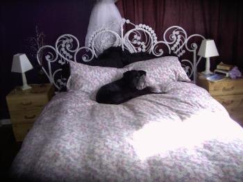 My bedroom and my dog, Lucy. - Walls are deep purple with burgundy curtains and white lace underneath.