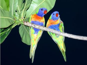 Parrots - Two colorful parrots sitting on a branch of a tree at the time of night.They are just looking amazing with the colrful fur on their bodies. 