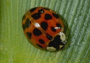 Ladybugs - Asian lady beetle.